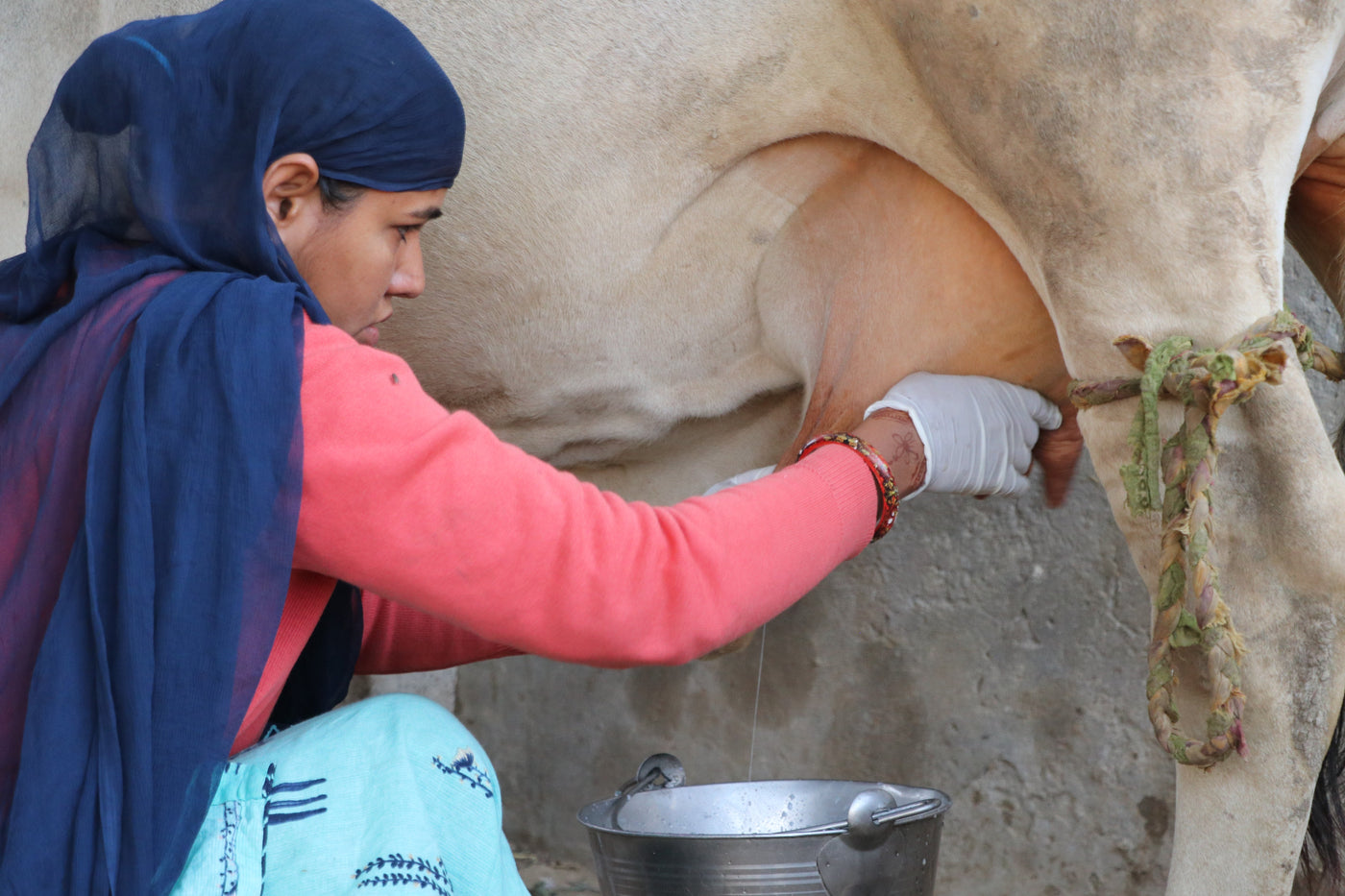 Desi Rathi Cow A2 Ghee: Ancient Superfood & Ayurvedic Wellness