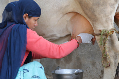 Desi Rathi Cow A2 Ghee: Ancient Superfood & Ayurvedic Wellness